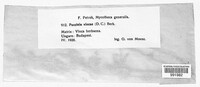 Puccinia vincae image